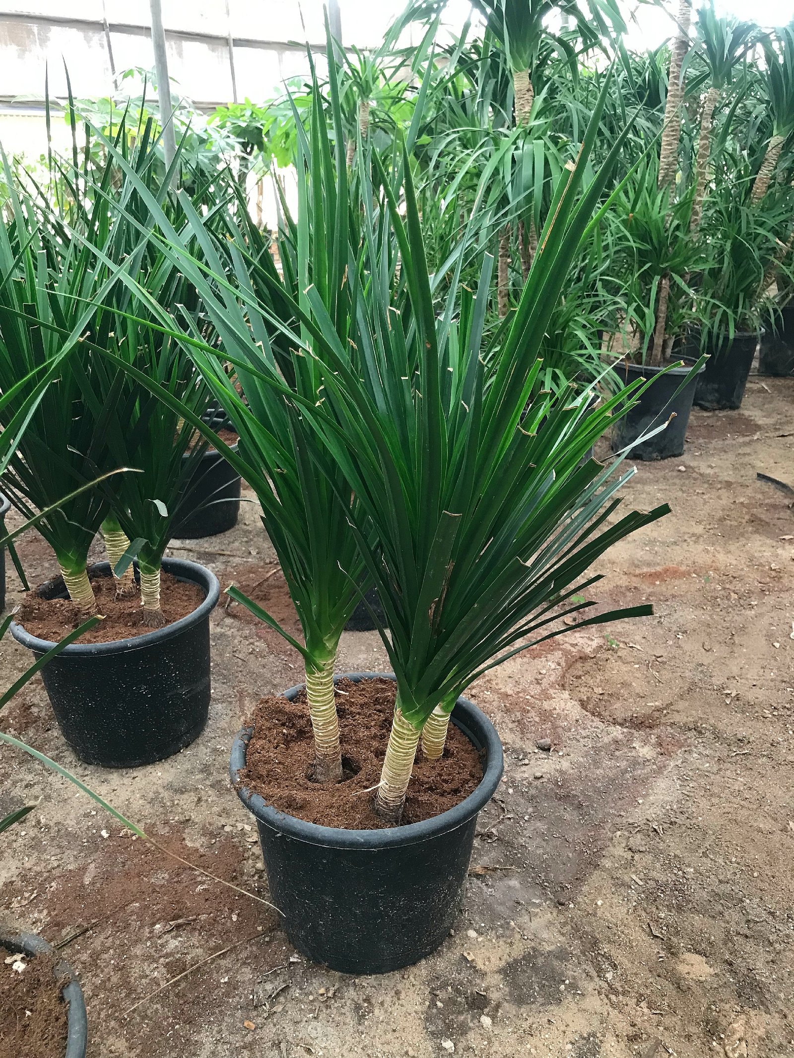 Dracaena Draco - Image 9