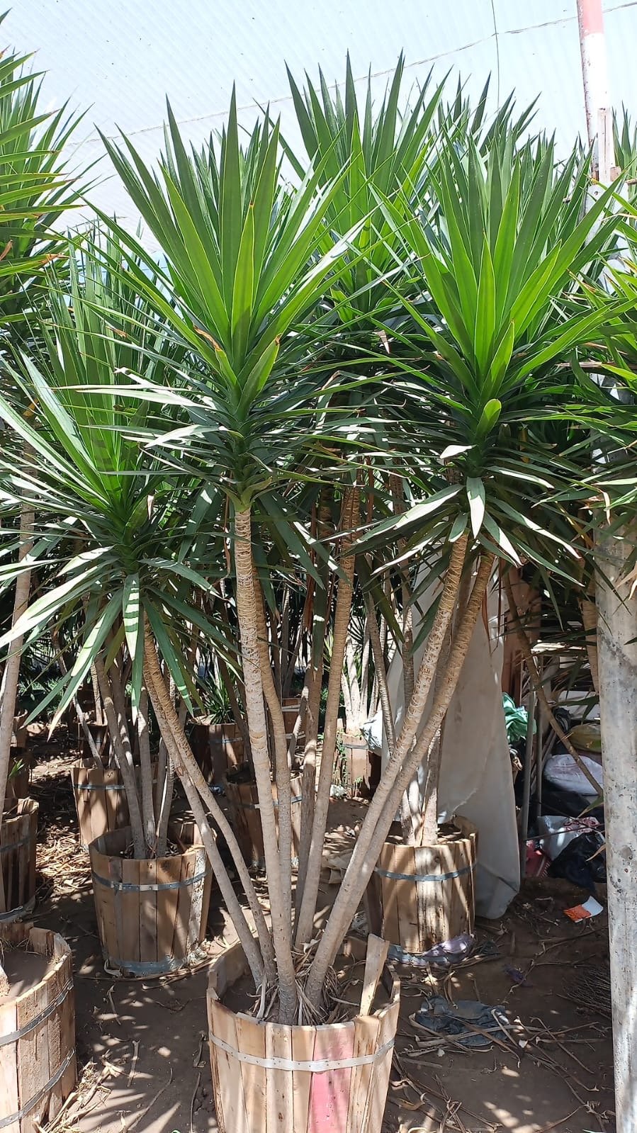 Dracaena Santa Rosa Outdoor - Image 3