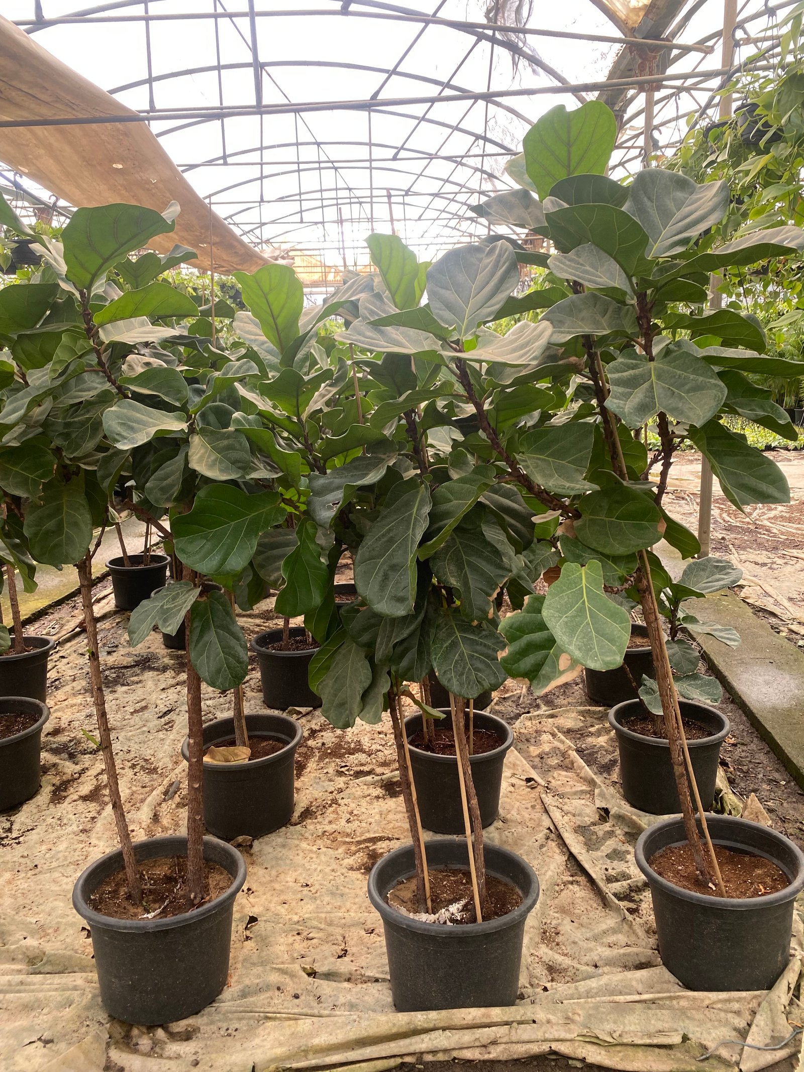Fiddle Leaf Fig - Image 7