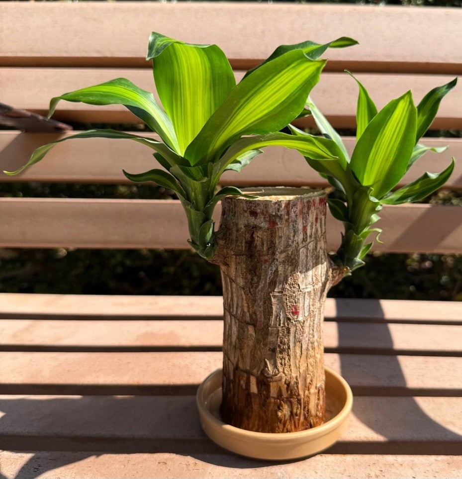 Brazilian Lucky Bamboo  - Image 1