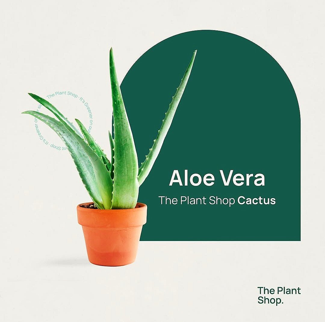 Alovera - Image 1