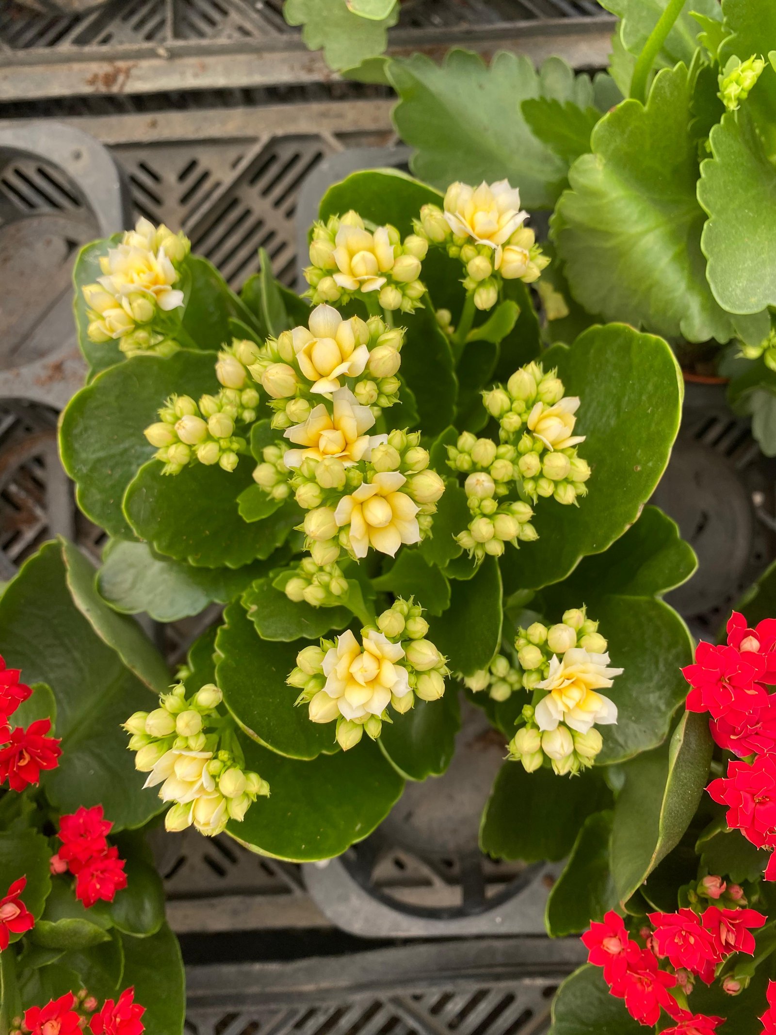 Florist Kalancheo - Image 7