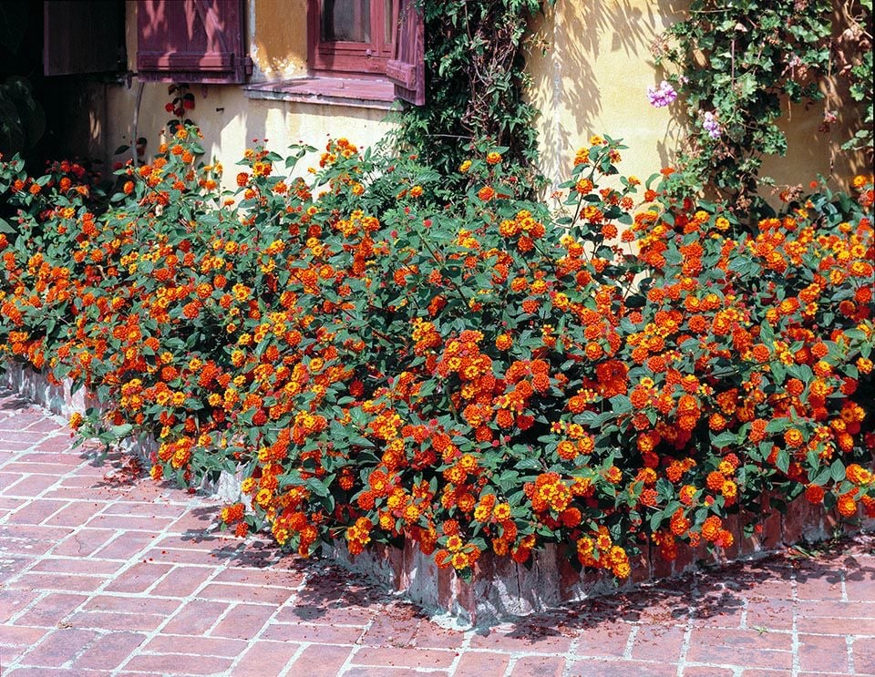 Lantana - Image 2