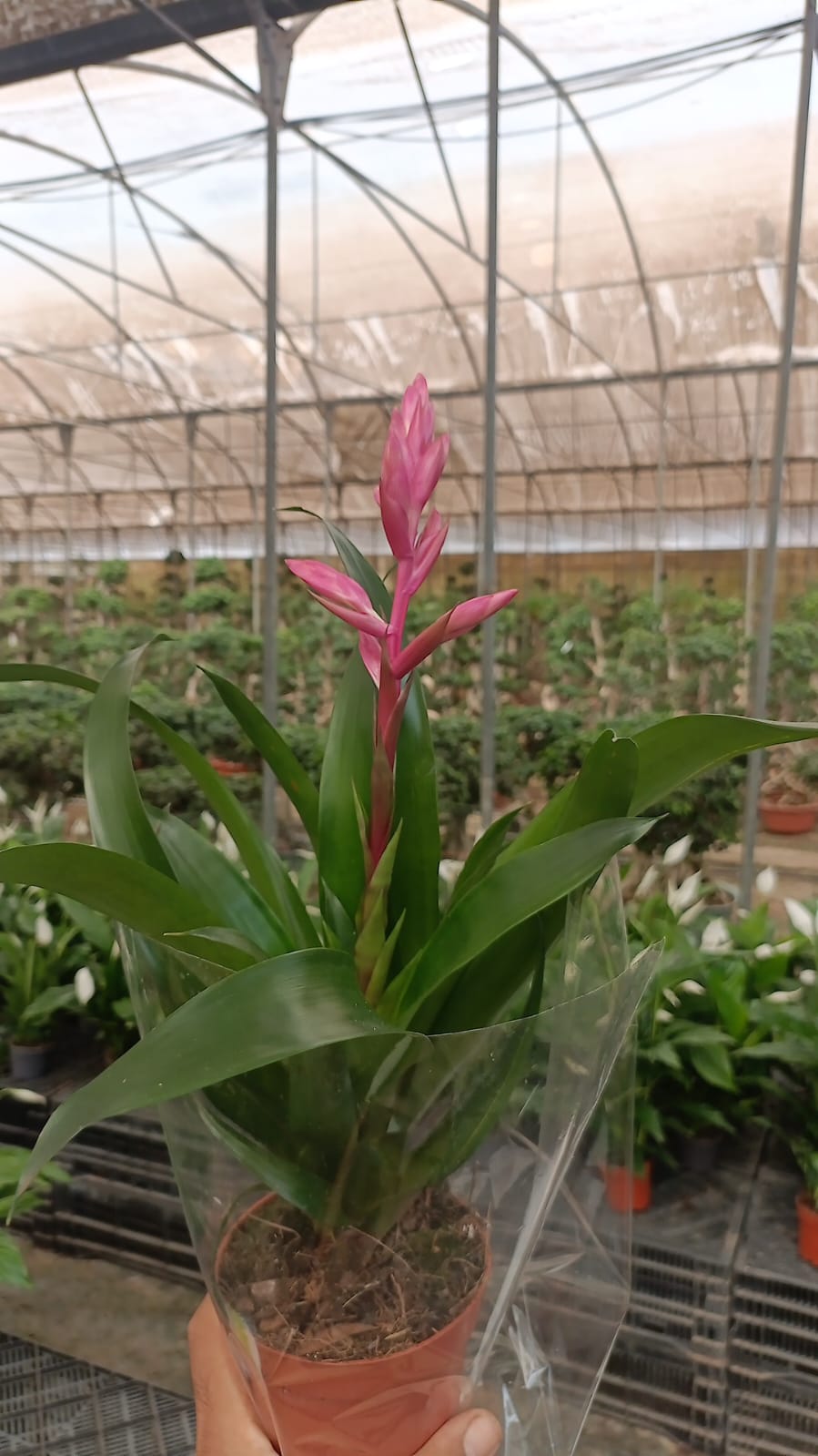 Vriesea Carinata - Image 5