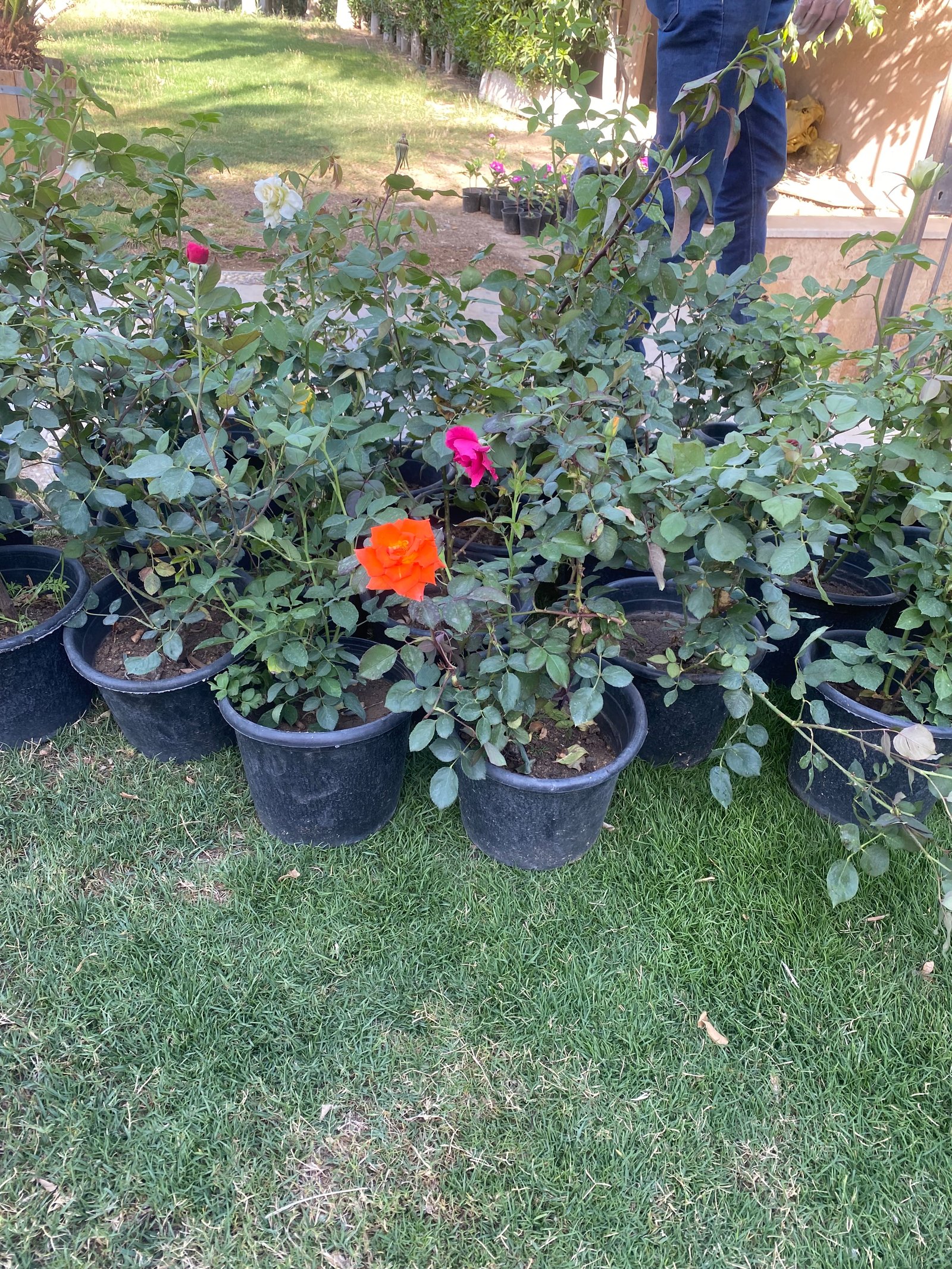 China rose - Image 11