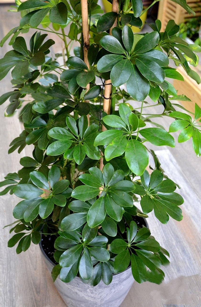 Schefflera Green - Image 3