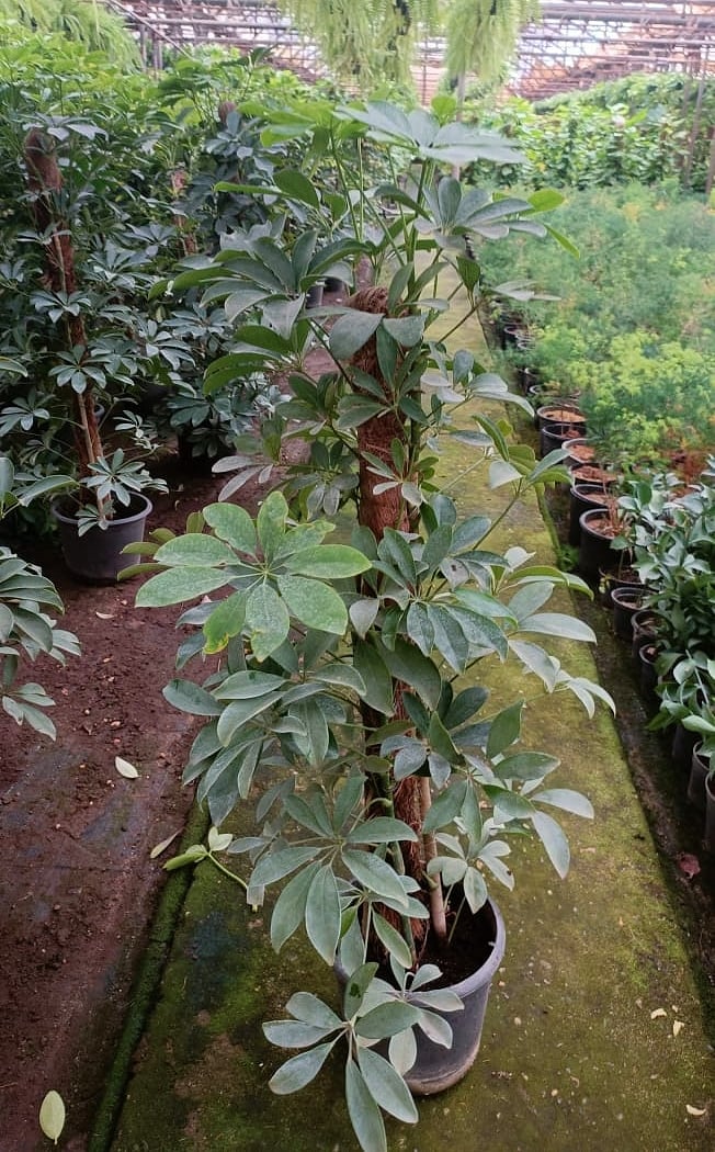 Schefflera Green - Image 4