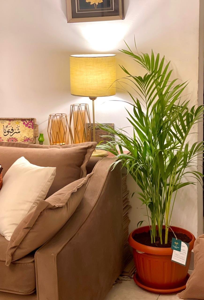Yellow Areca Palm - Image 6