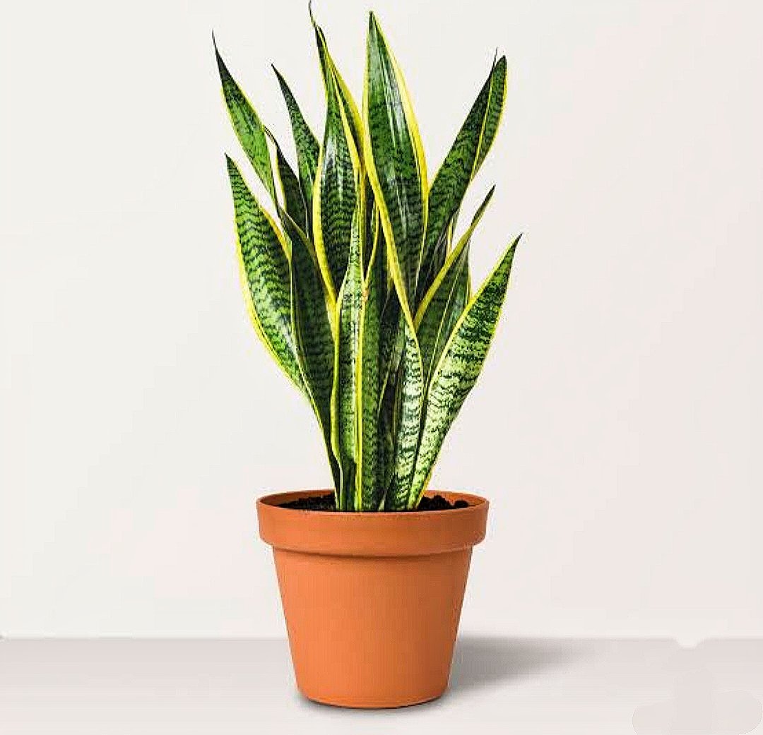 Snake Plant - Image 4