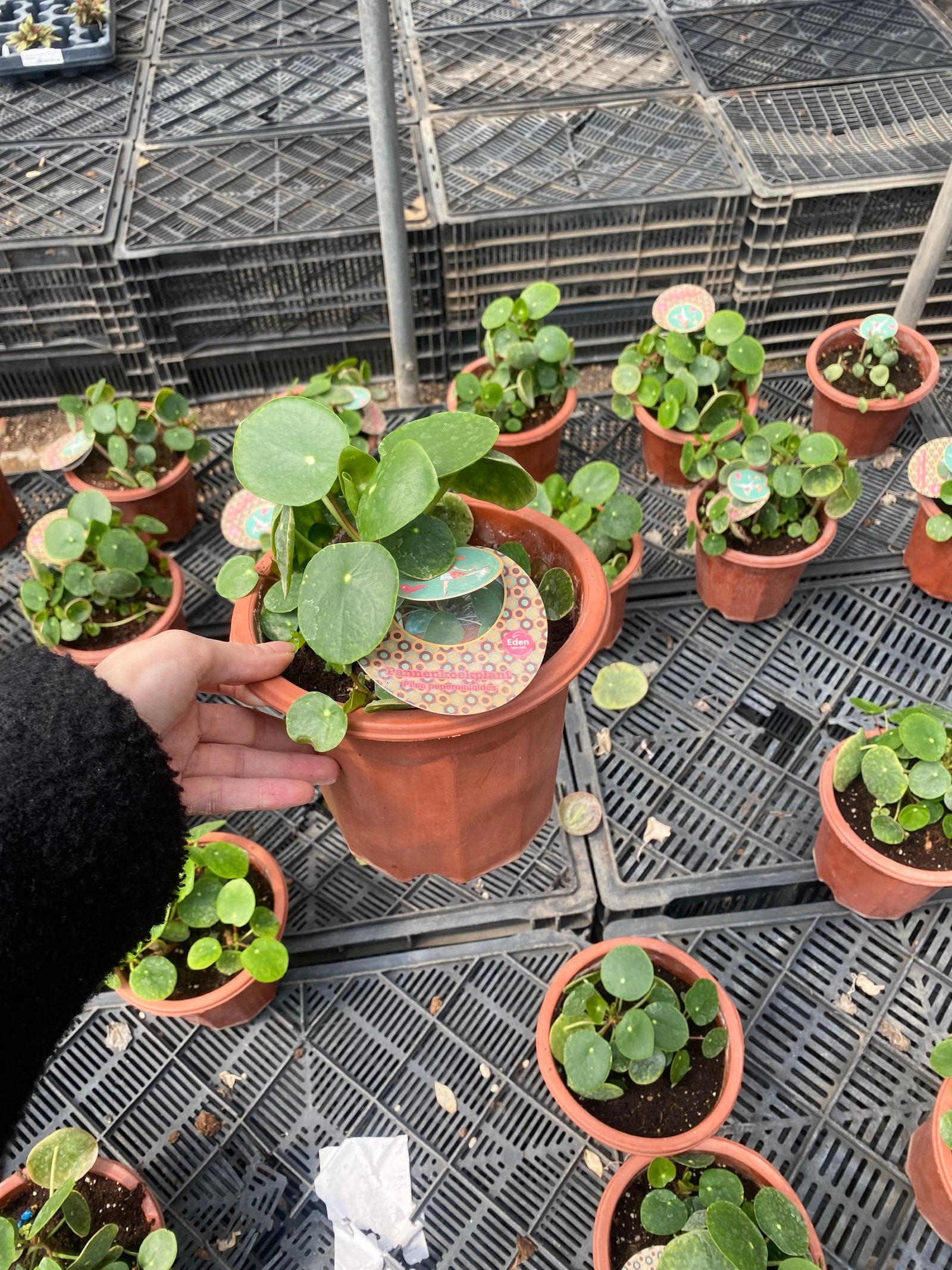 Pilea ( Chinese Money ) - Image 3