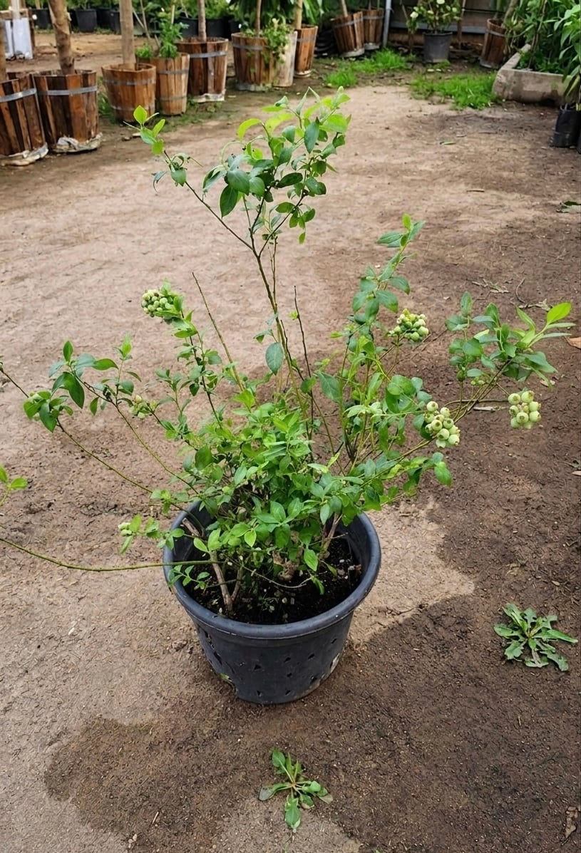 Blue berry Tree - Image 4