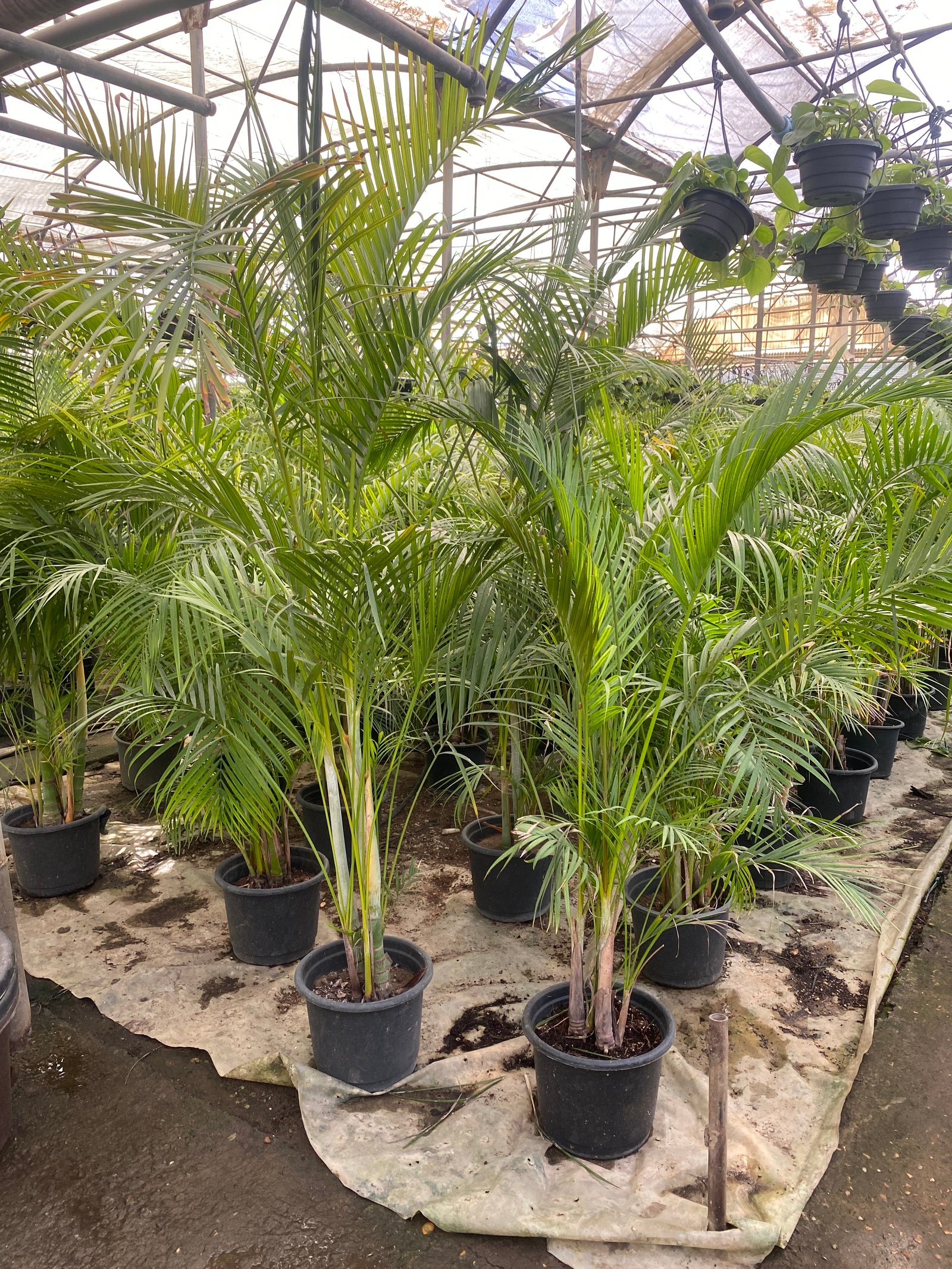 Yellow Areca Palm - Image 13