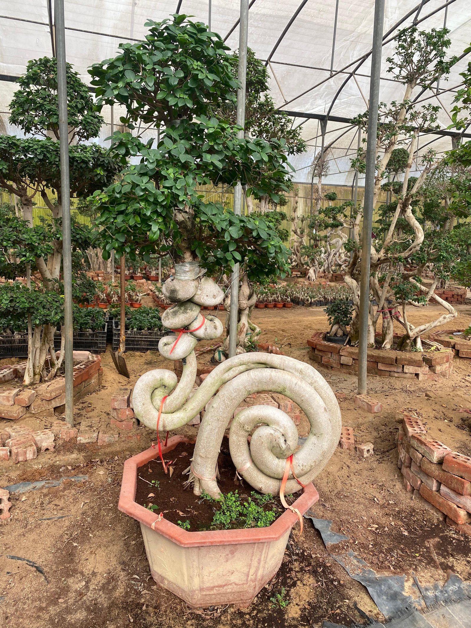 Bonsai Snail - Image 1