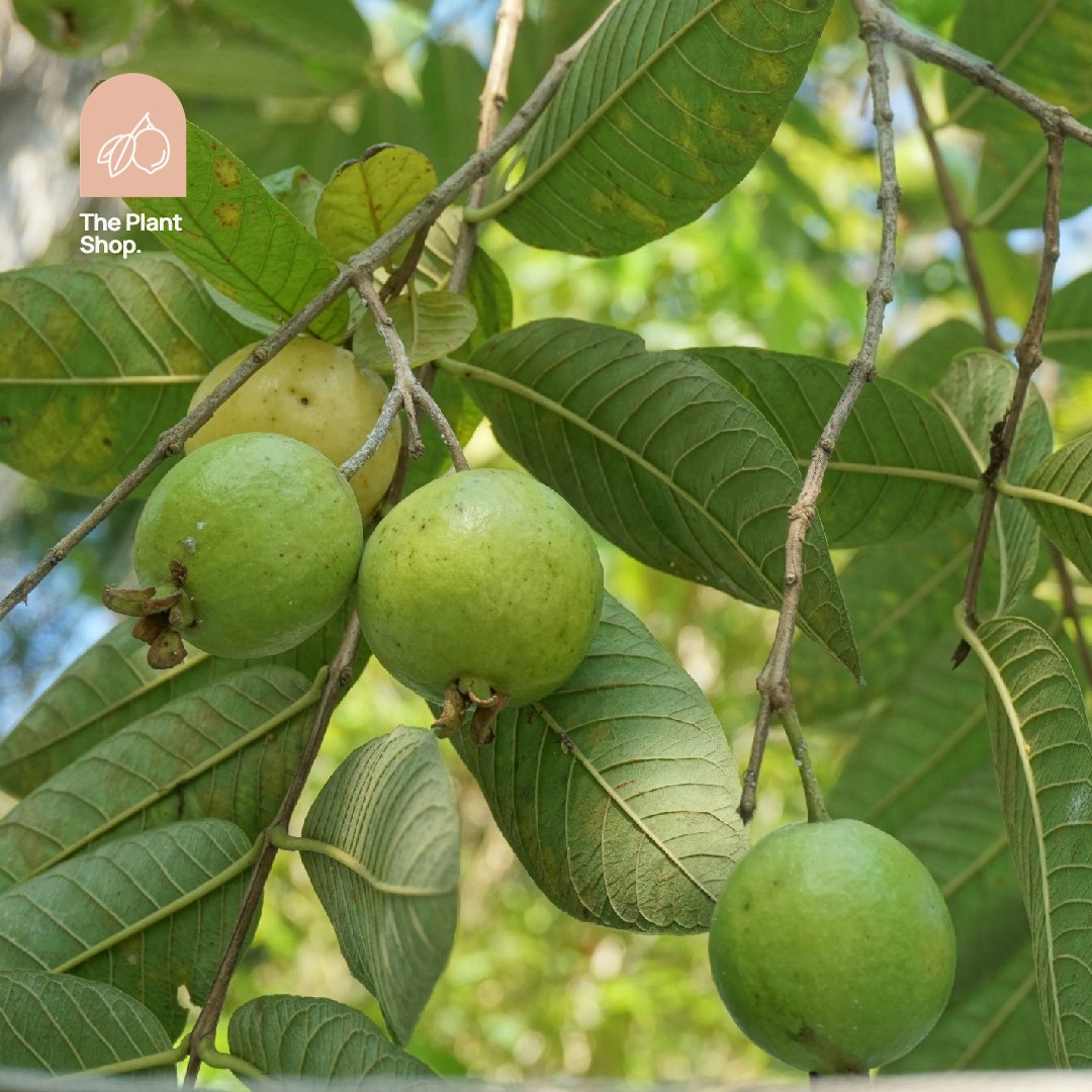 Guava Tree - Image 1