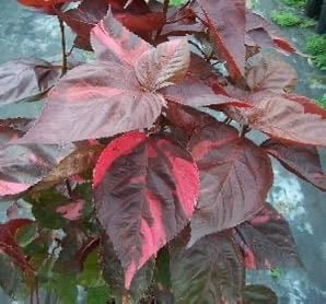 Copper Leaf) Acalypha) - Image 4