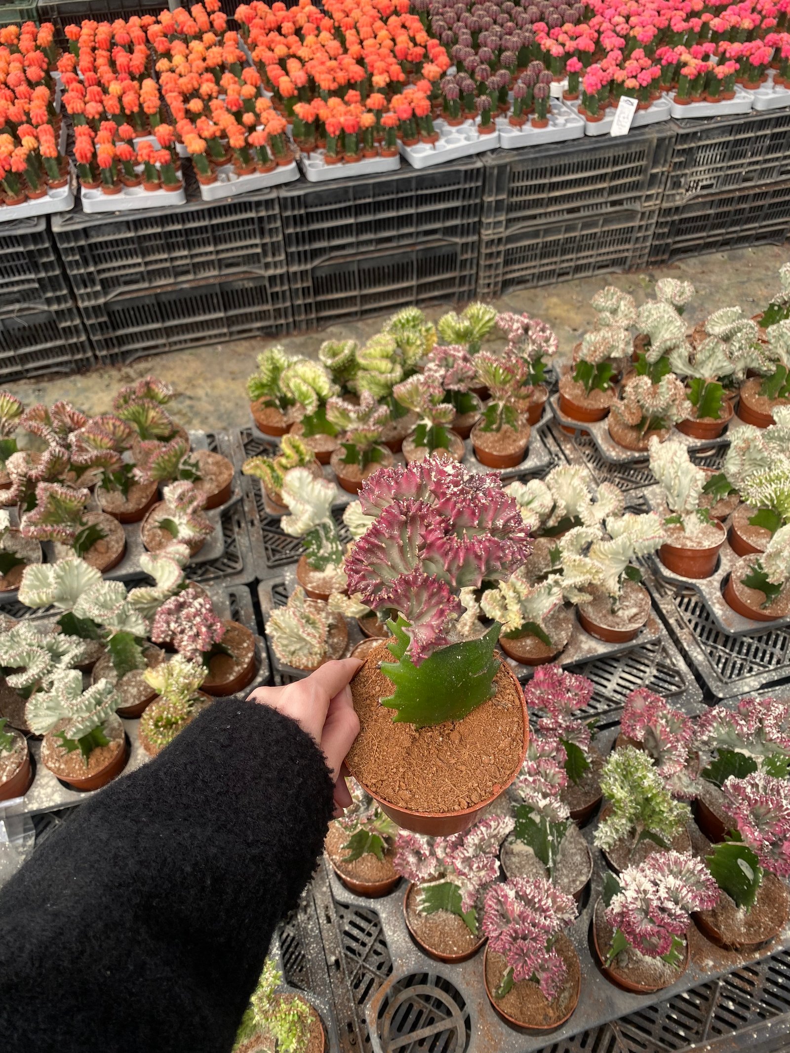 Coral Cactus - Image 10
