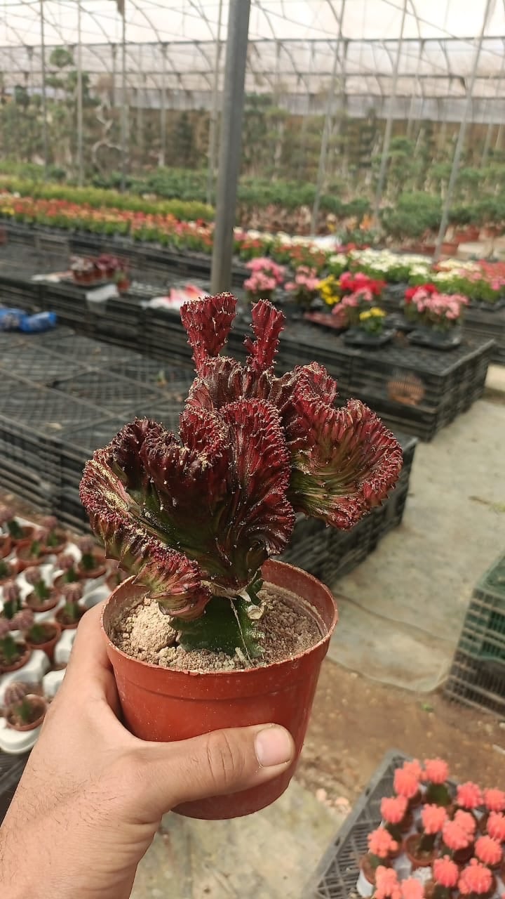 Coral Cactus - Image 3