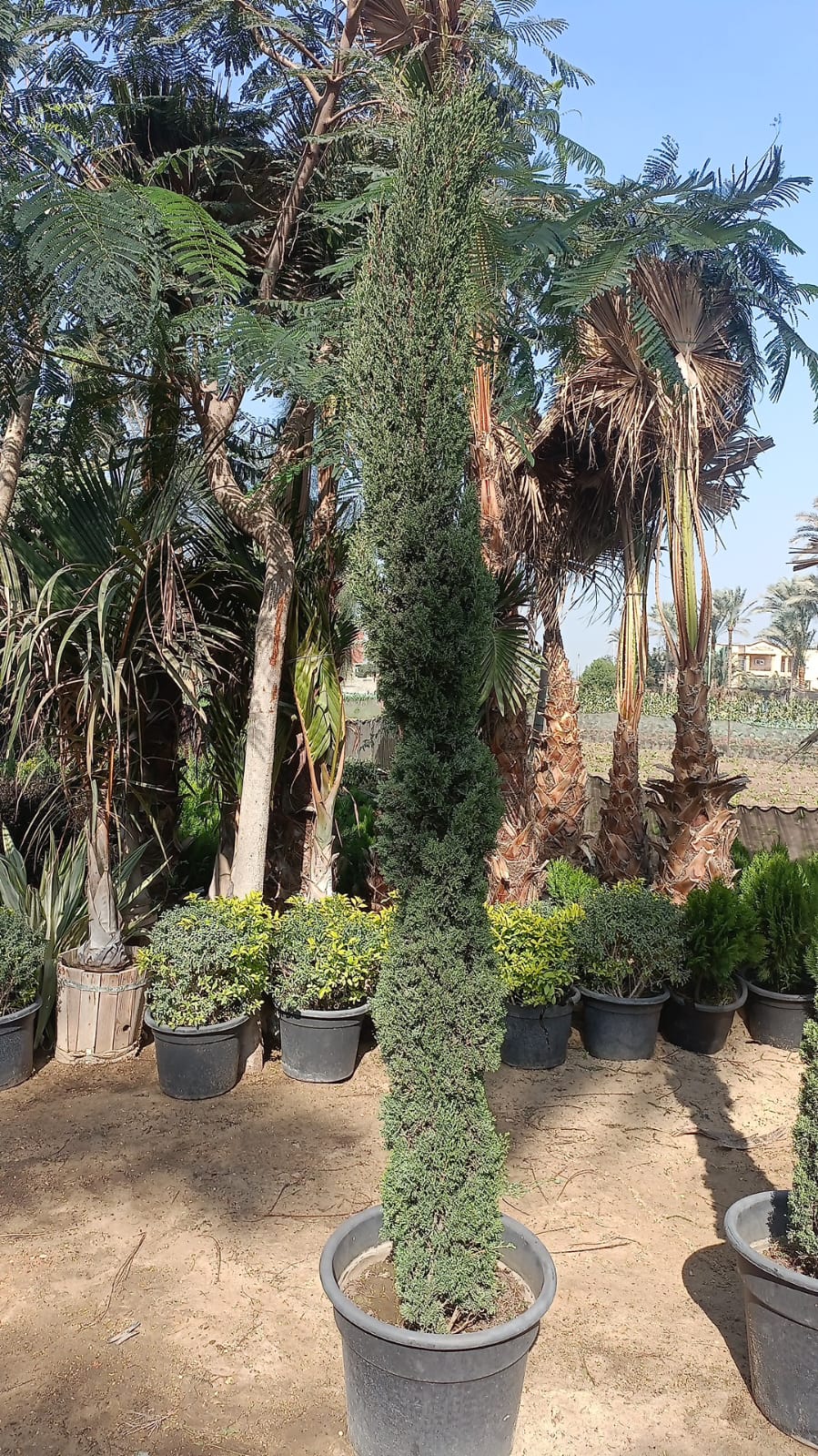 Italian Cypress - Image 3