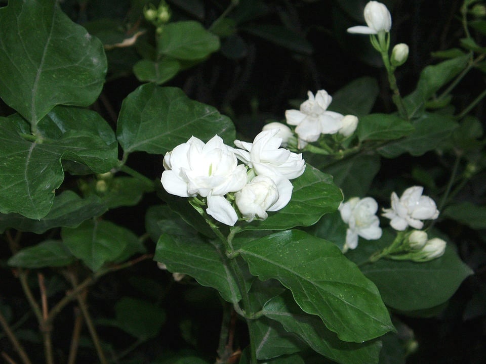 Arabian Jasmine Tree (Full) - Image 3