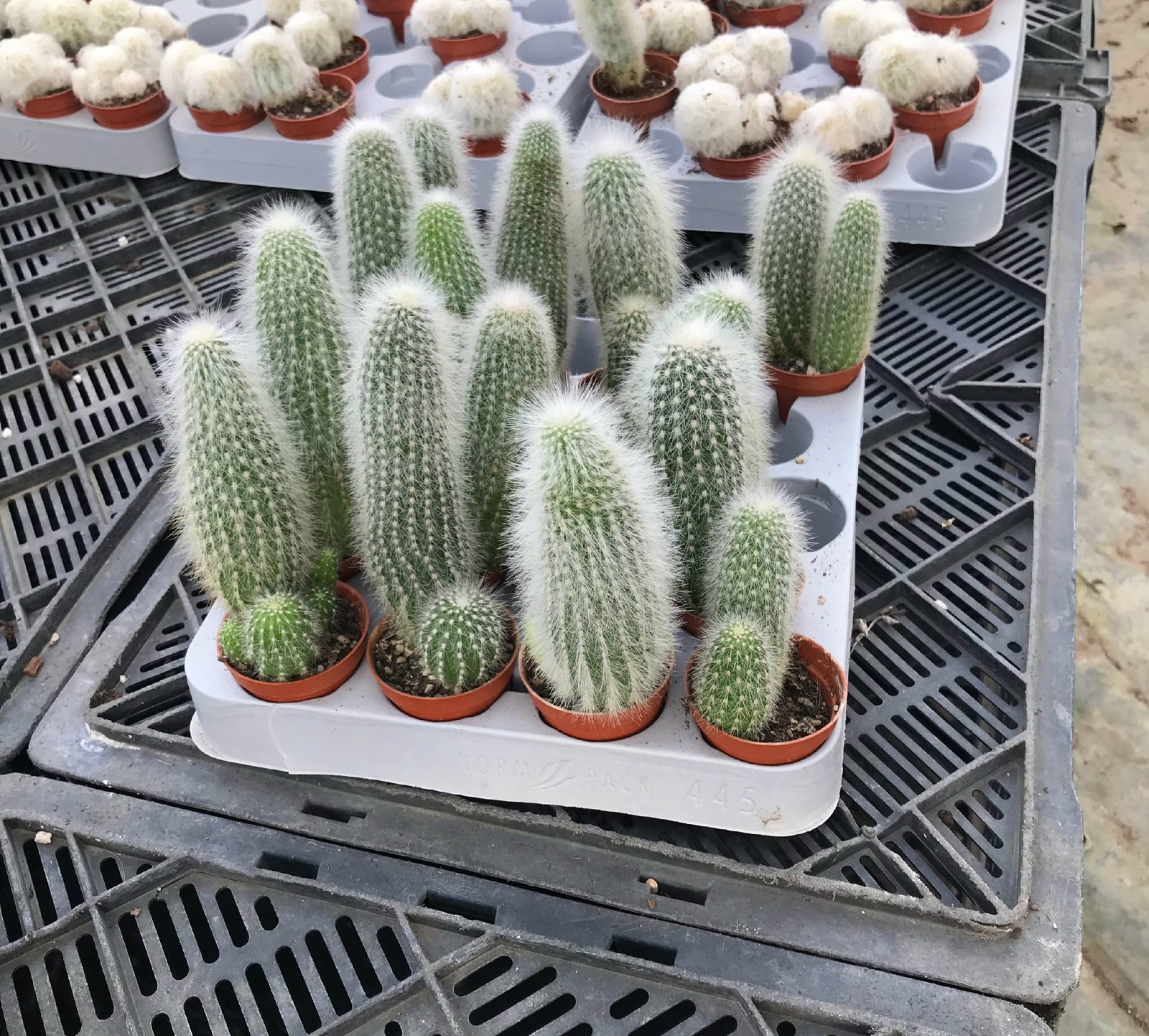 Old Man Cactus - Image 4