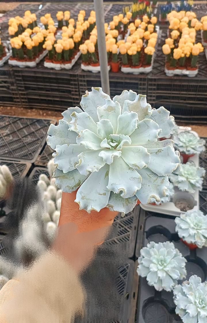 Echeveria 'Crispate Beauty - Image 1
