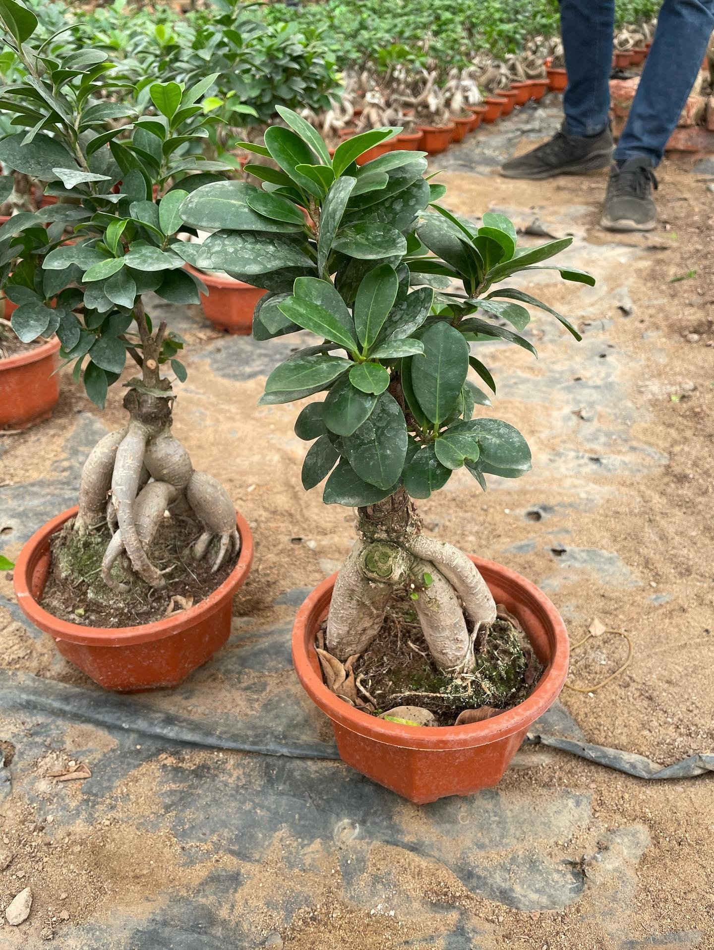 Ginseng Ficus Bonsai - Image 7