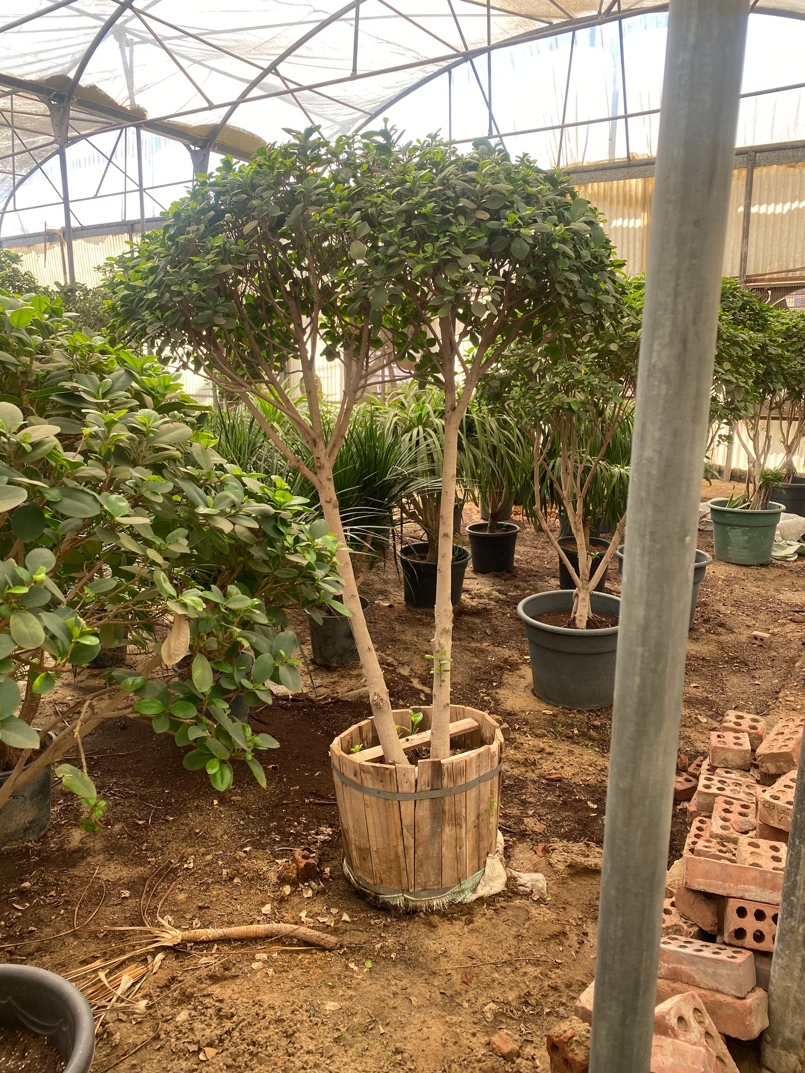 Ficus Panda - Image 9