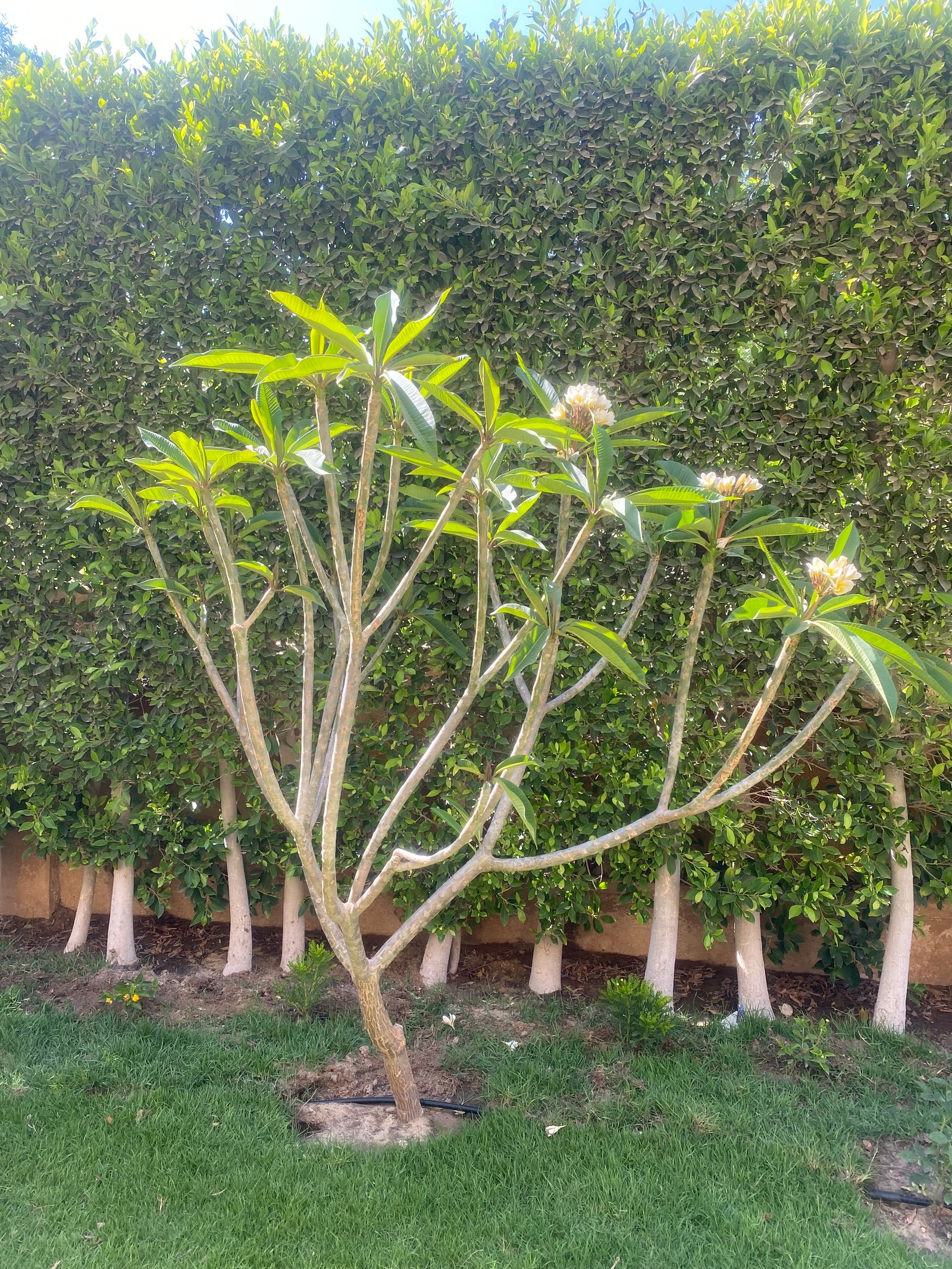 Indian Jasmine  - Image 13