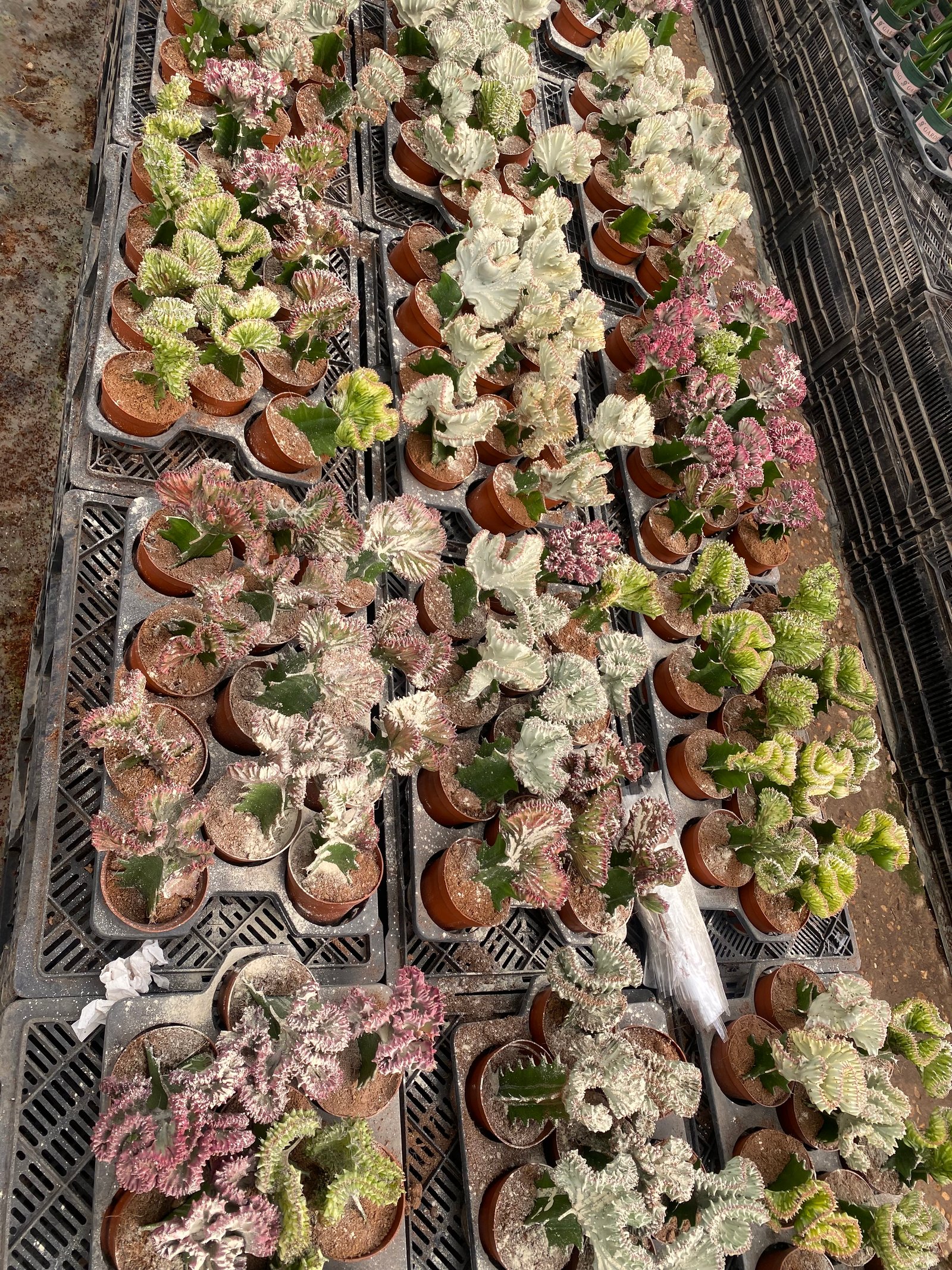 Coral Cactus - Image 11