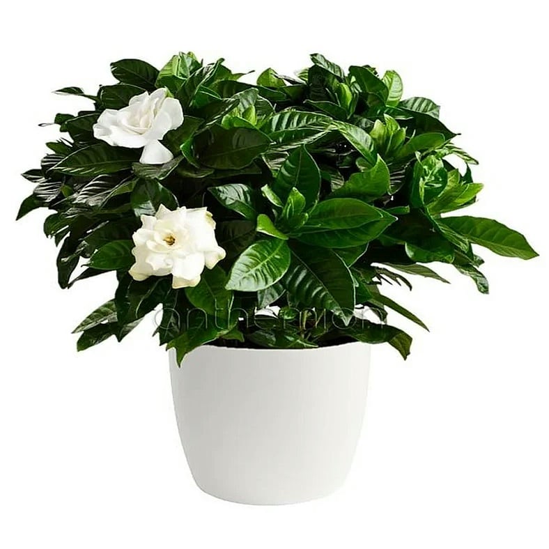 Gardenia - Image 1