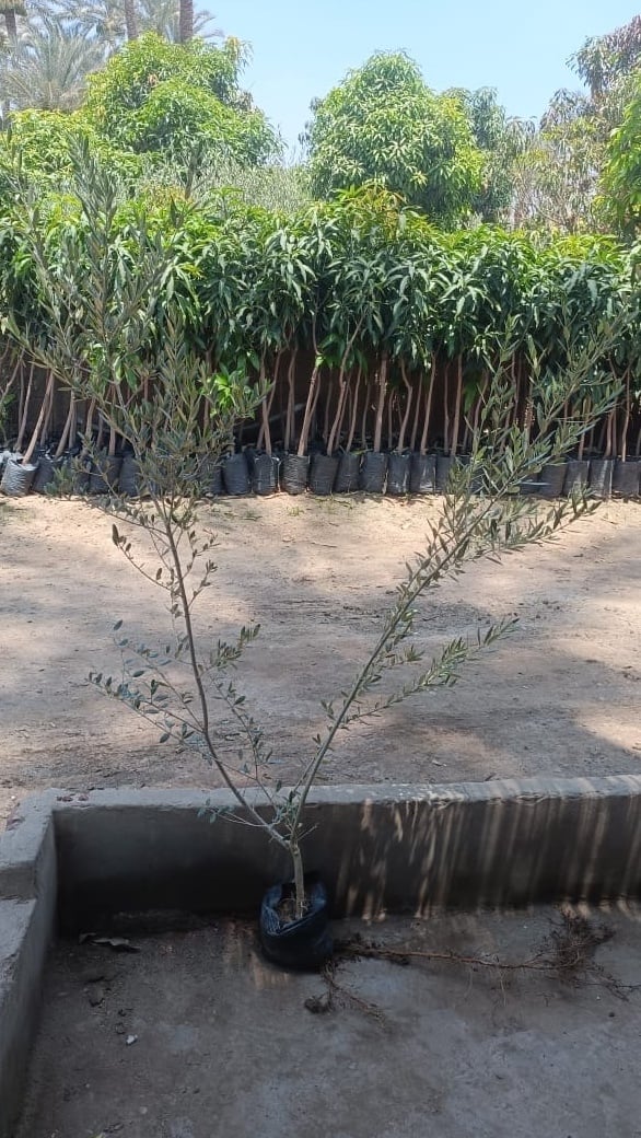 Olives Tree - Image 3