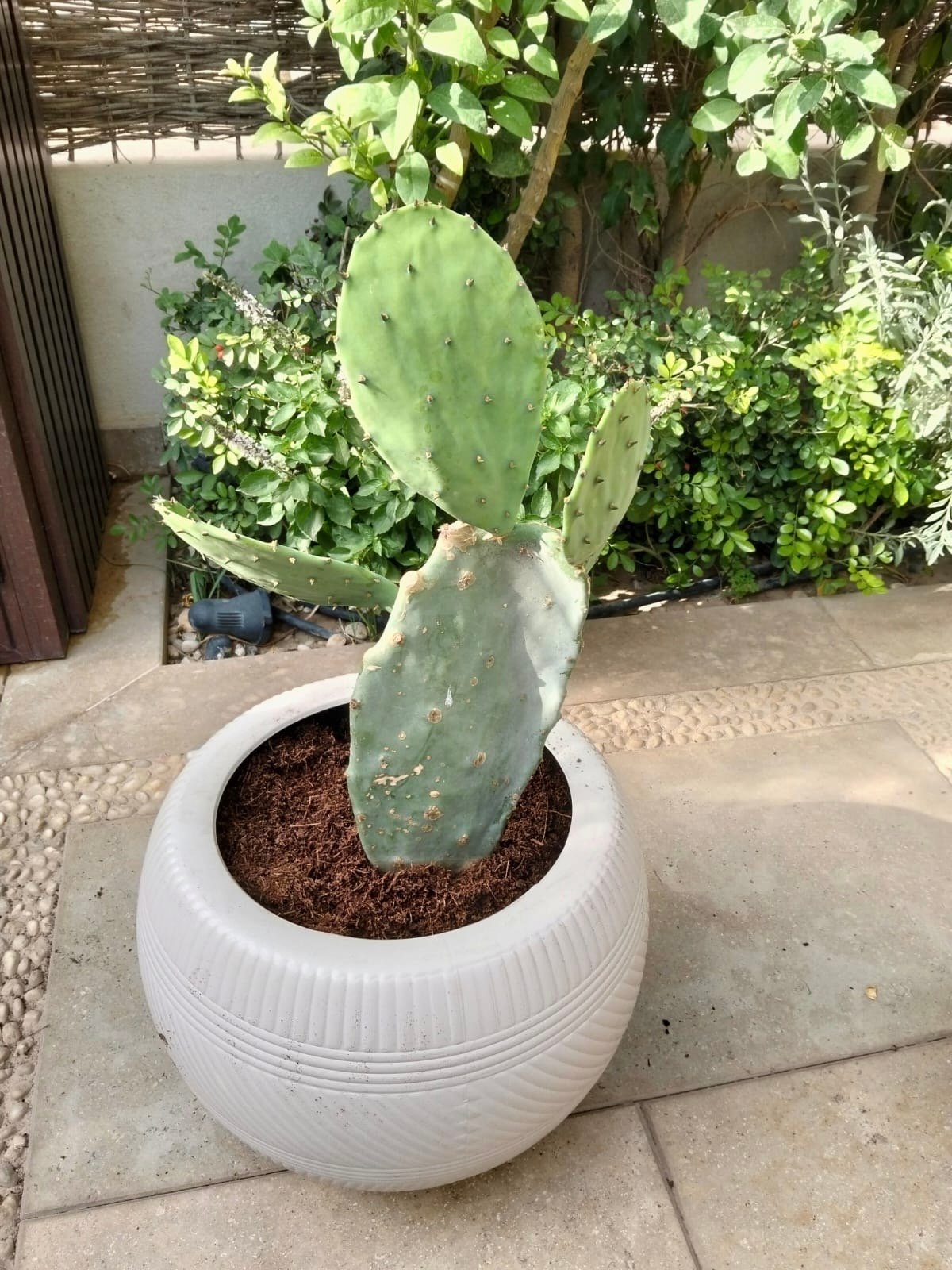 Pickly Pear  - Image 2