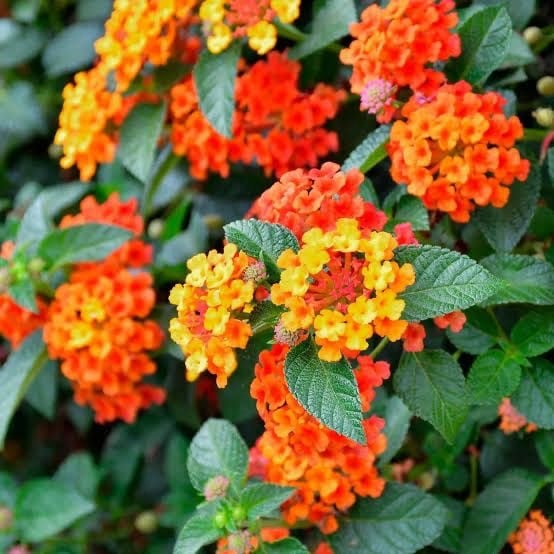 Lantana - Image 3