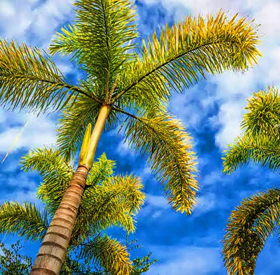 FoxTail Palm - Image 2