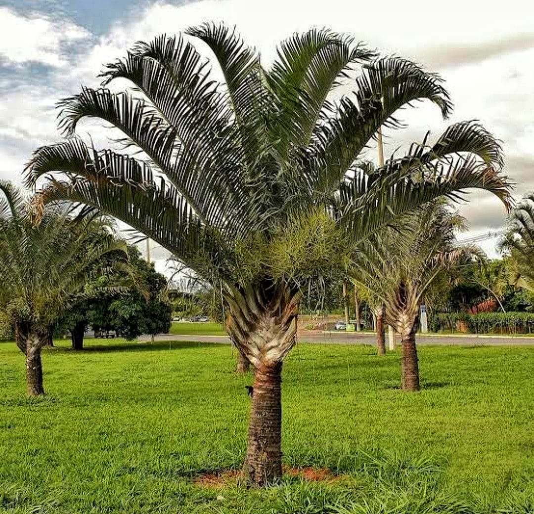 Triangle Palm ( Decaryi ) - Image 2