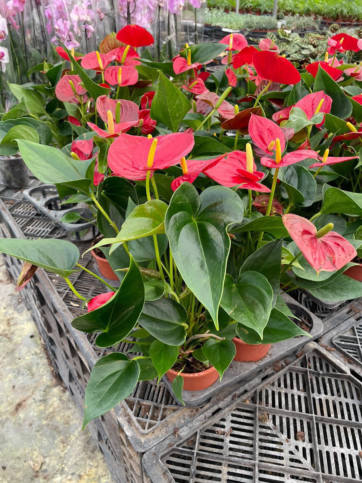 Anthurium - Image 2