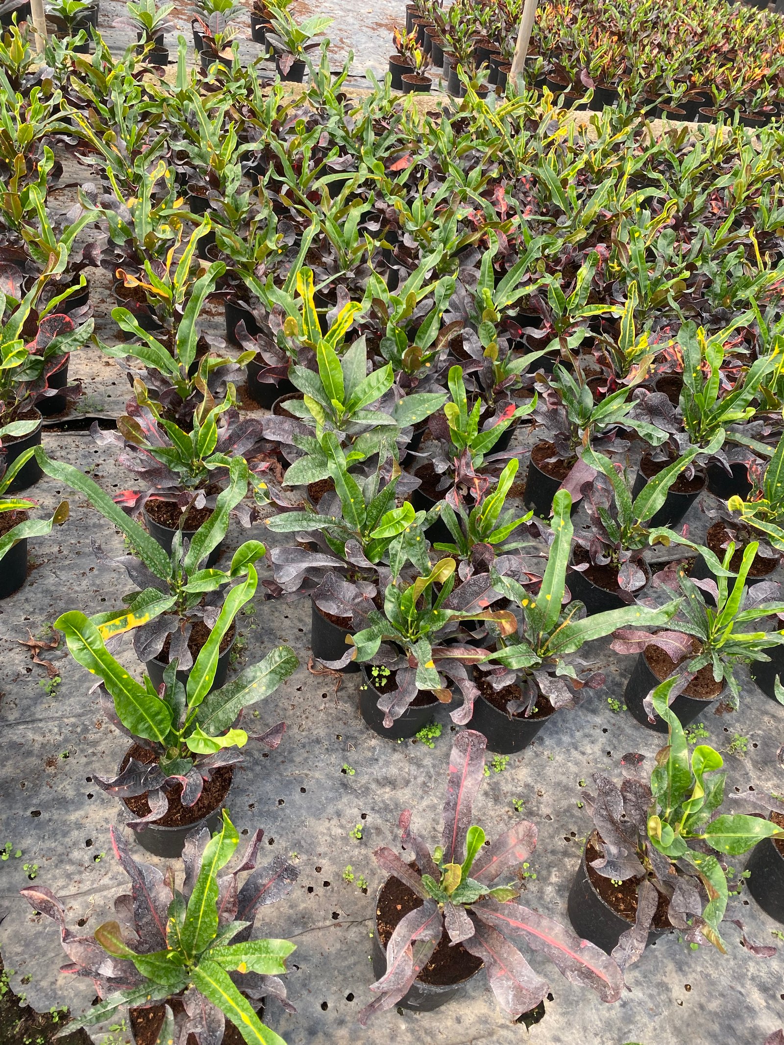 Croton Mammy - Image 3