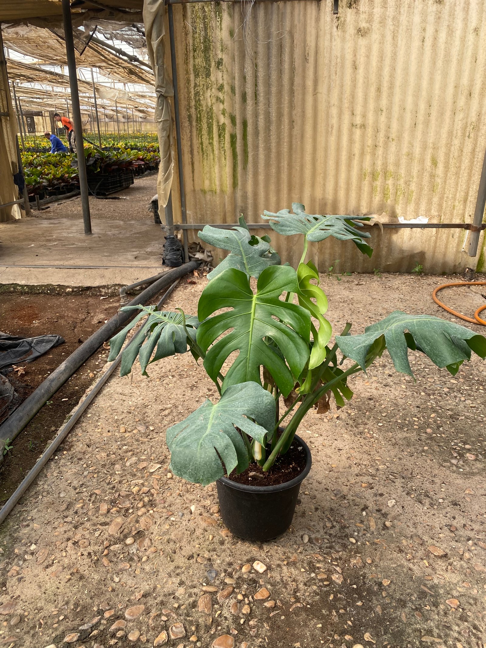 Monstera Rib Cage - Image 2
