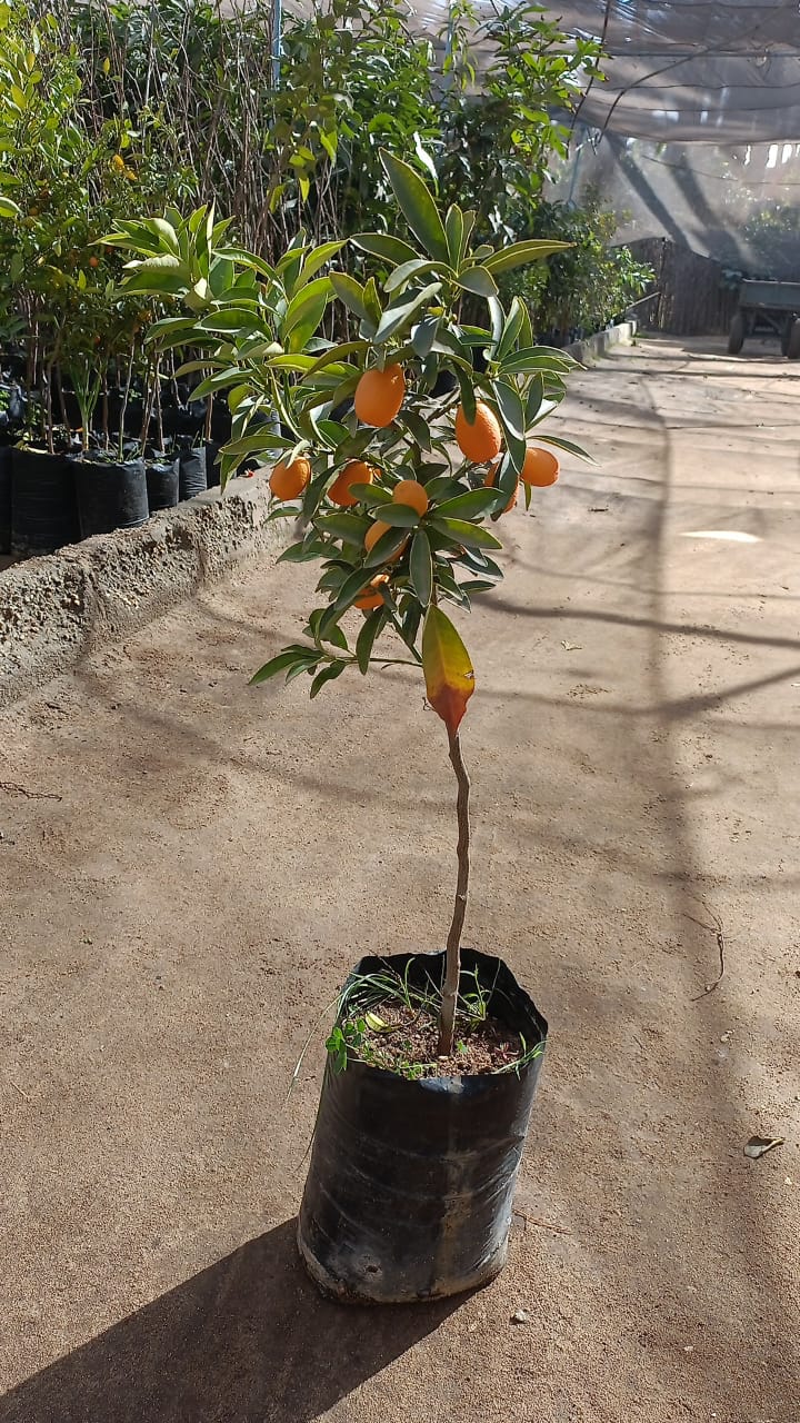 Kumquat Tree  - Image 2