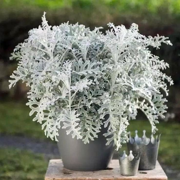 Dusty Miller - Image 2