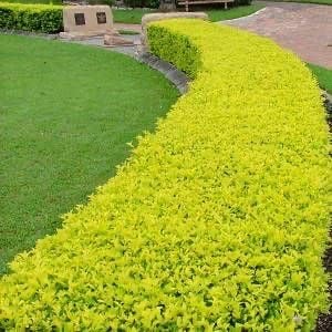Duranta Lemon - Image 4