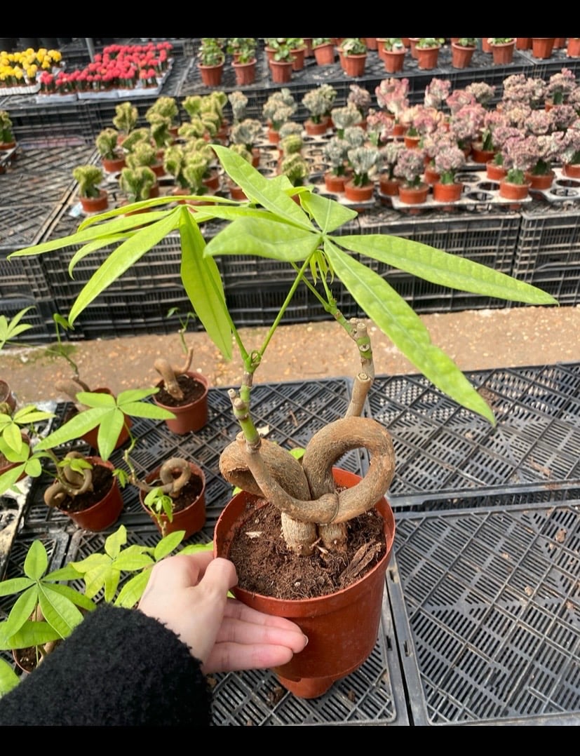Dancing Money Tree - Image 2