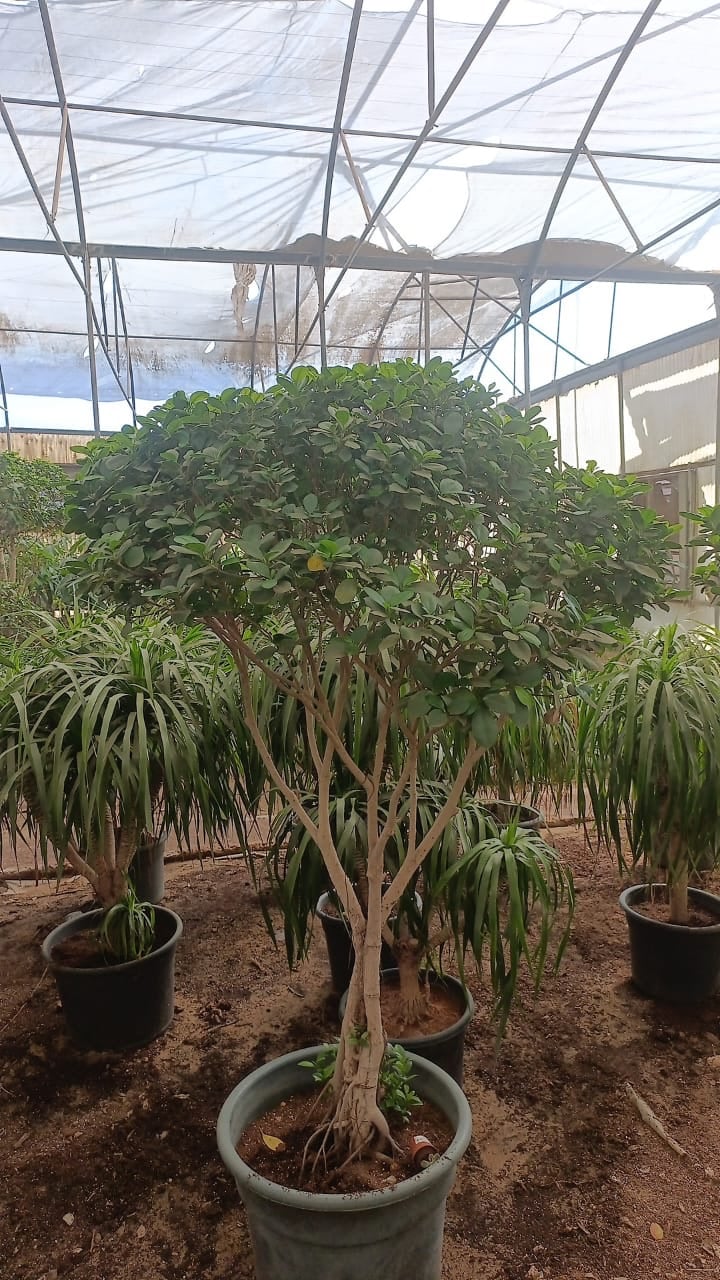Ficus Panda - Image 4