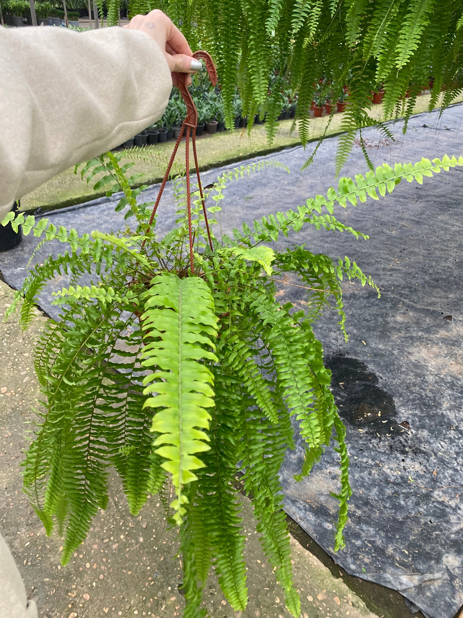 Hanging Boston Fern - Image 3