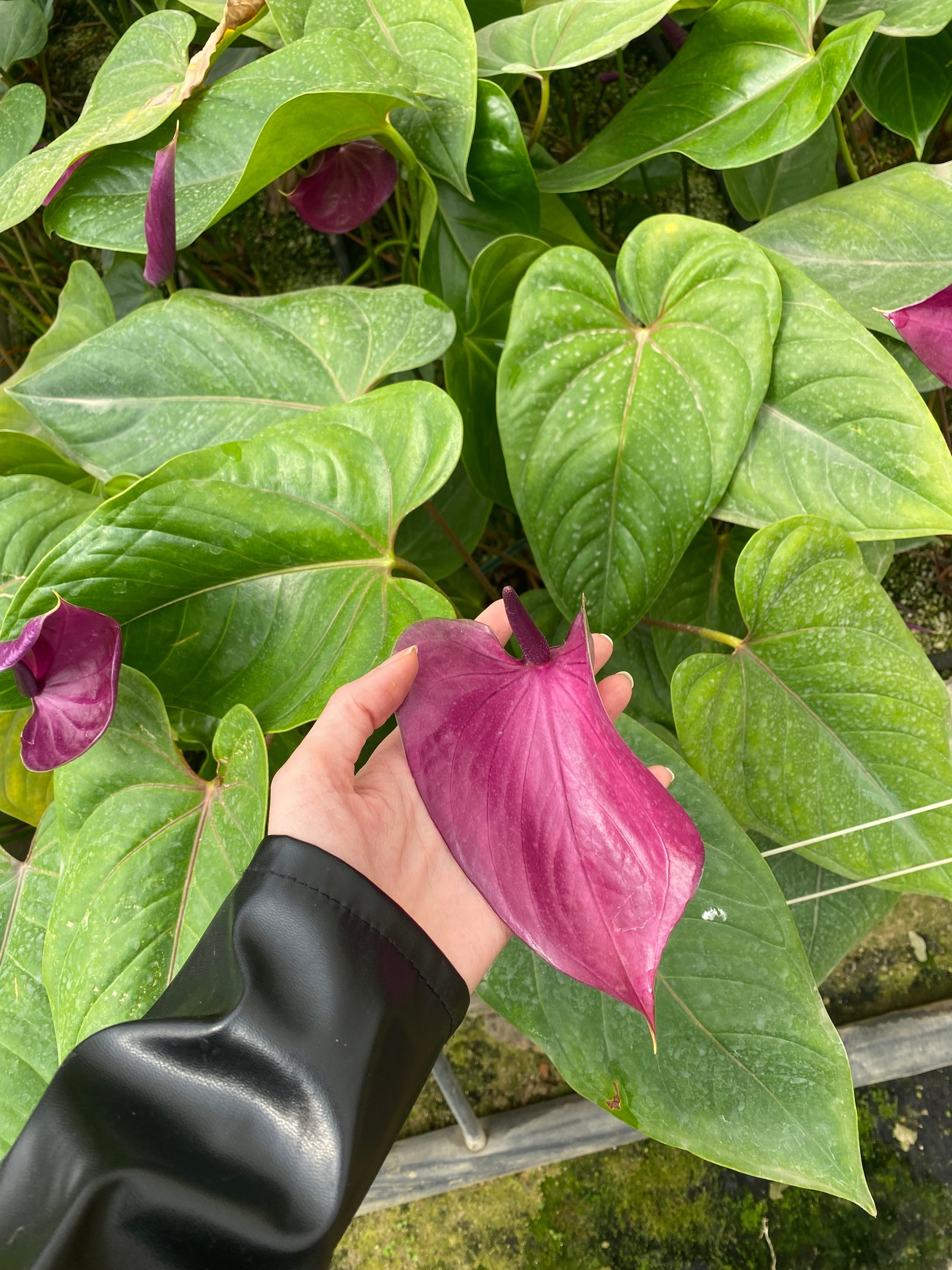 Anthurium Purple  - Image 3
