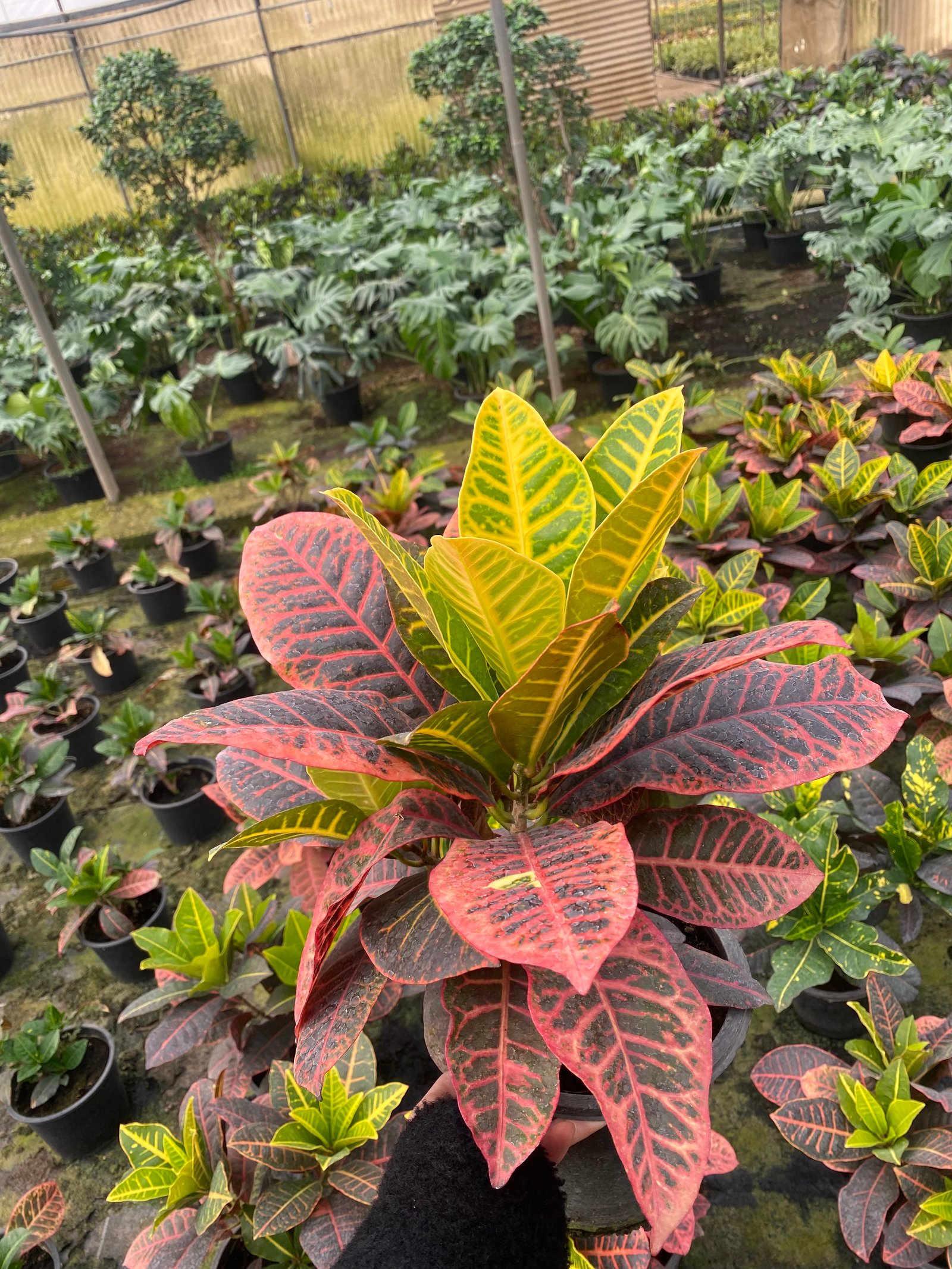 Crotons - Image 3