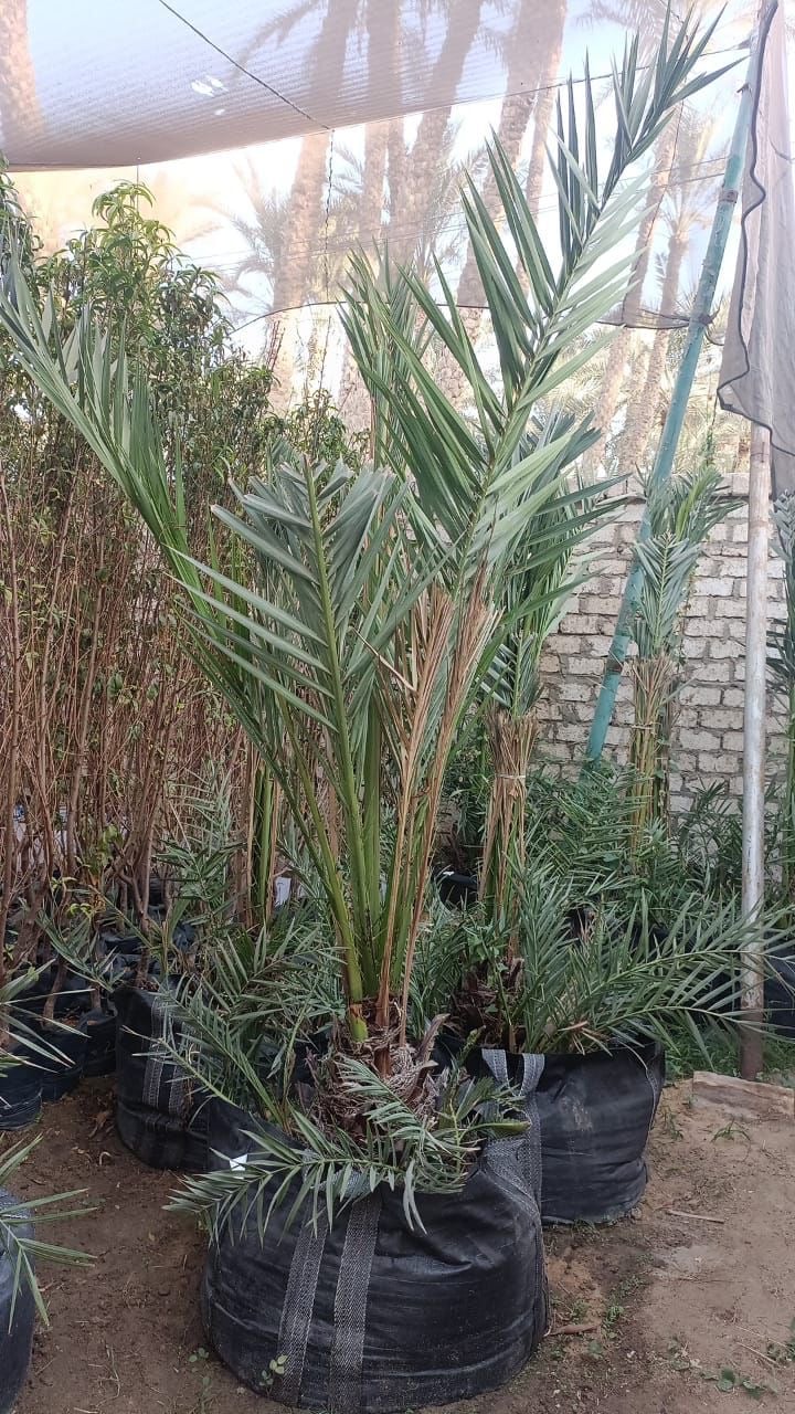Barhi Date Palm - Image 2