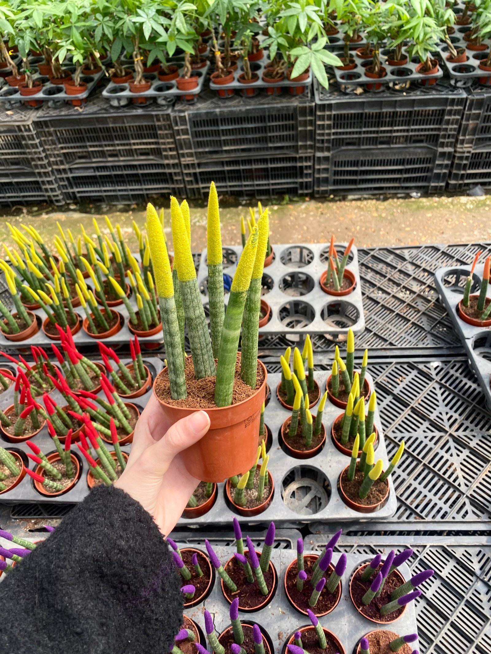 Spear Sansevieria - Image 8