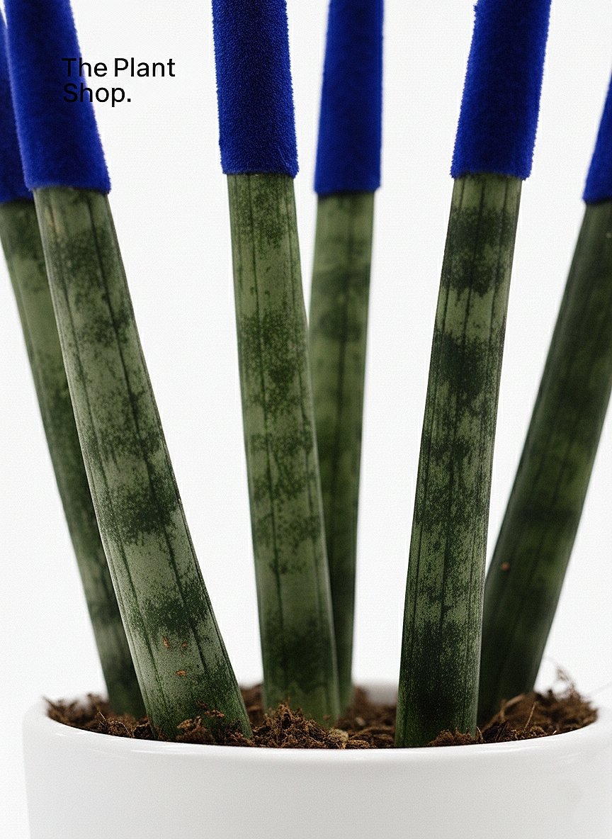 Spear Sansevieria - Image 10