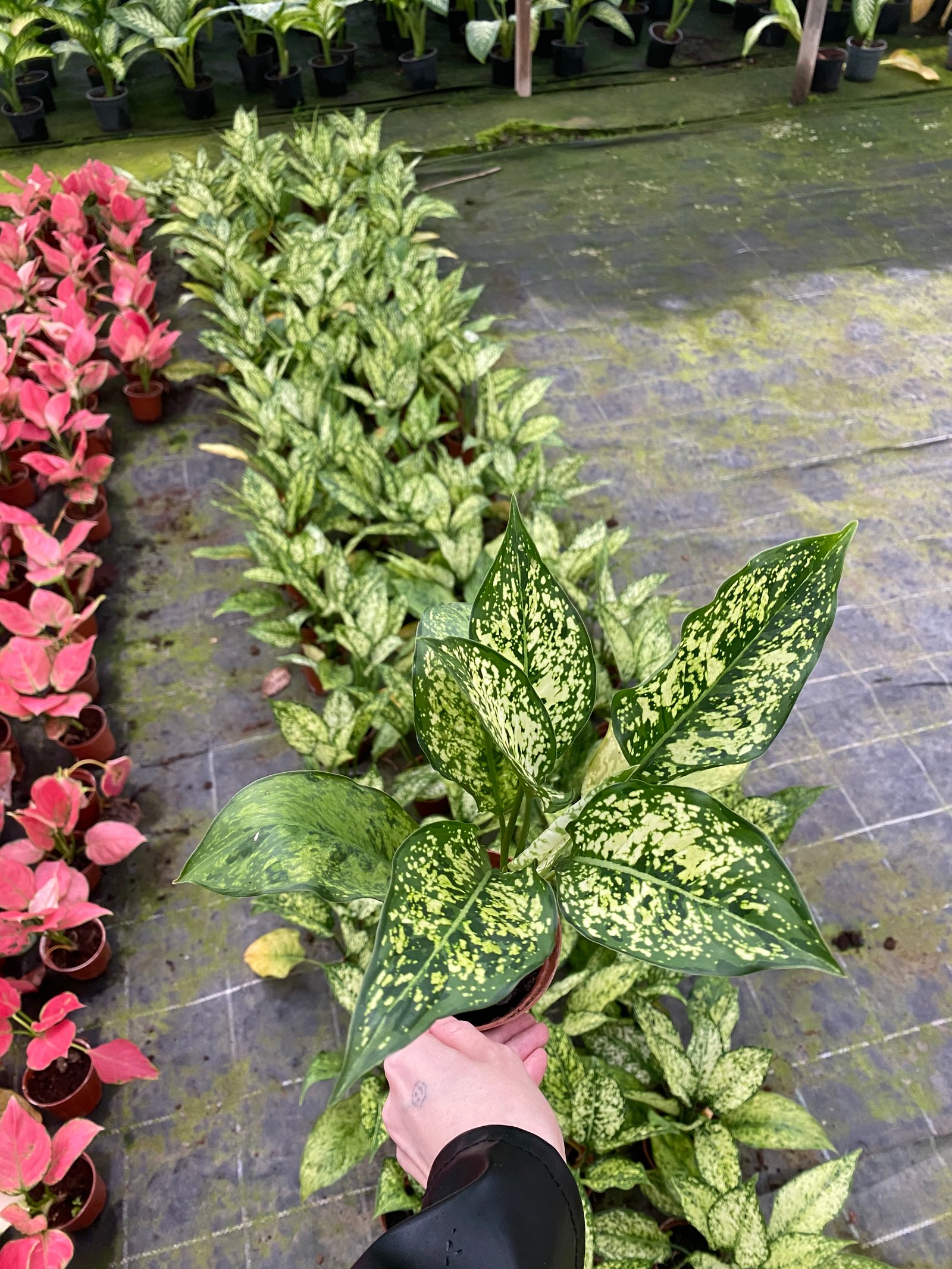 Aglaonema Super - Image 3